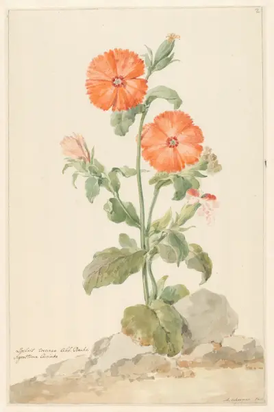 Oranje koekoeksbloem in landschap av Aert Schouman