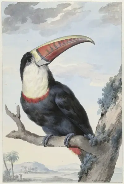 Red-billed Toucan av Aert Schouman