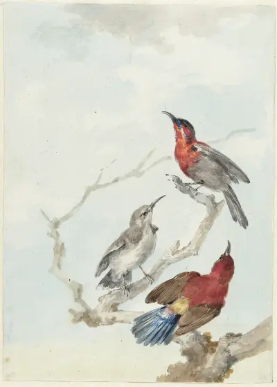 Three Crimson Sunbirds av Aert Schouman