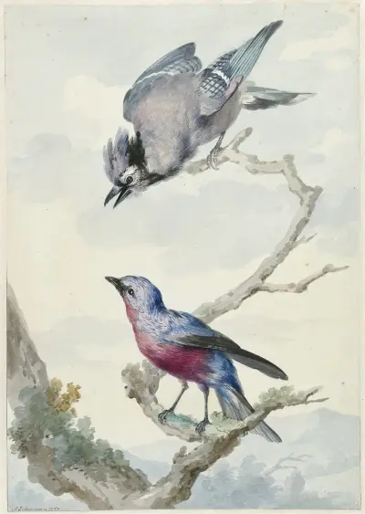 Twee vogels; een blauwe gaai en een purperborstcotinga av Aert Schouman