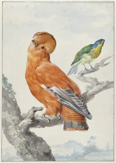Two Exotic Birds av Aert Schouman