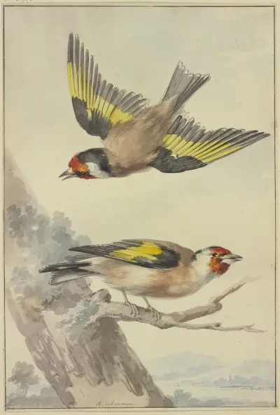 Two goldfinches av Aert Schouman