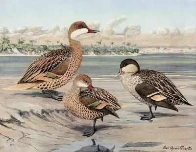 Bahama Duck, Galapagos Island Duck, African Red-Billed Duck av Louis Agassiz Fuertes