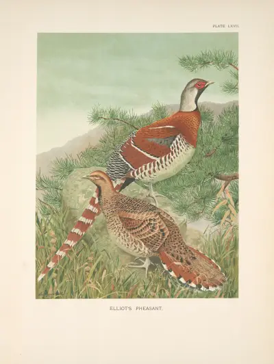 Elliot’s Pheasant (Syrmaticus ellioti)., 1918 – nr 2 av Louis Agassiz Fuertes