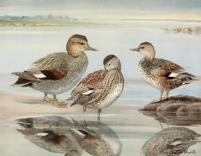 Gadwall, Coues’s Gadwall av Louis Agassiz Fuertes