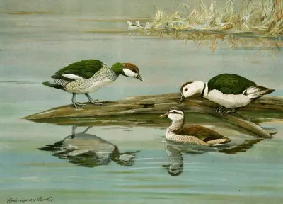 Green Pygmy Goose, Indian Pygmy Goose av Louis Agassiz Fuertes