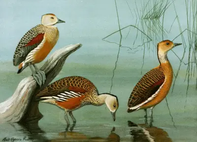 Lesser Whistling Teal, Wandering Tree Duck, Fulvous Tree Duck av Louis Agassiz Fuertes