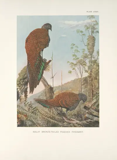 Malay Bronze-tailed Peacock Pheasant (Chalcurus inopinatus). av Louis Agassiz Fuertes
