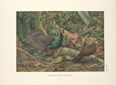 Palawan Peacock Pheasant (Polyplectron napoleonis)., 1918 – nr 2 av Louis Agassiz Fuertes