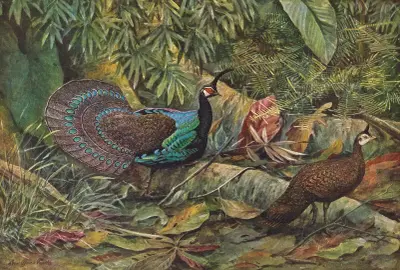 Palawan Peacock Pheasant, 1918 – nr 1 av Louis Agassiz Fuertes