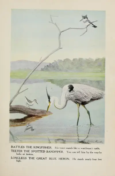Rattles the Kingfisher, Teeter the Spotted Sandpiper, Longlegs the Great Blue Heron av Louis Agassiz Fuertes