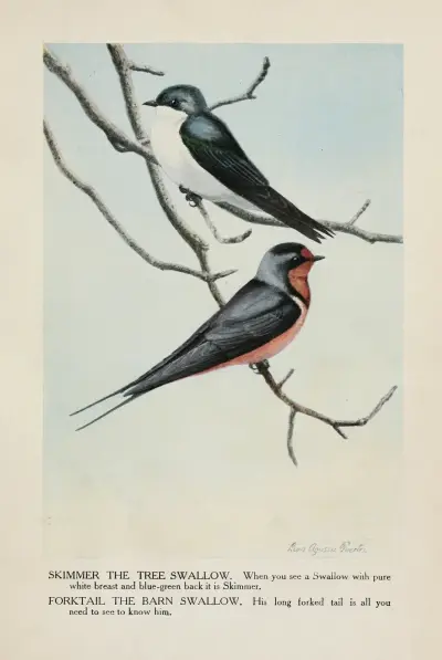 Skimmer the Tree Swallow, Forktail the Barn Swallow av Louis Agassiz Fuertes