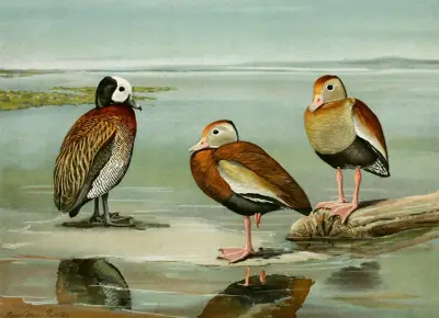 White-Faced Tree Duck, Black-Bellied Tree Duck, Gray-Breasted Tree Duck av Louis Agassiz Fuertes