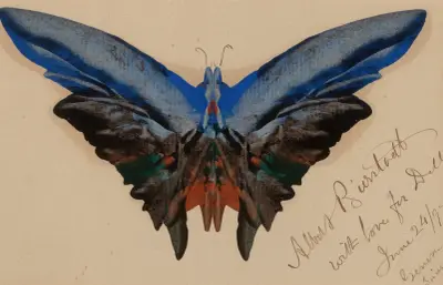 Butterfly, For Dell av Albert Bierstadt
