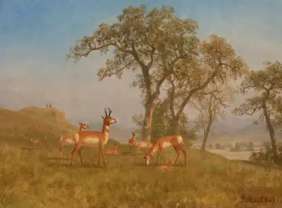Grazing Antelope av Albert Bierstadt