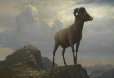 Study Of A Bighorn Ram av Albert Bierstadt