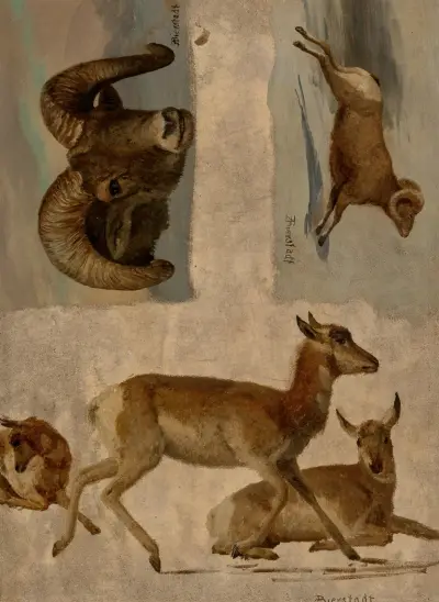 Study of Bighorn Sheep and Antelope av Albert Bierstadt