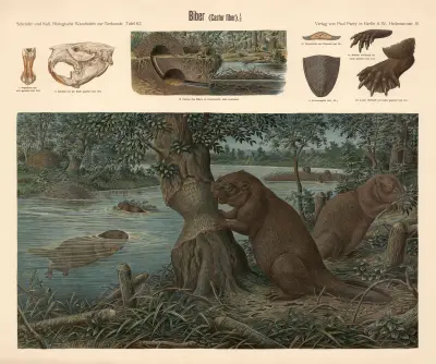 Beaver (Castor fiber) av Albert Kull