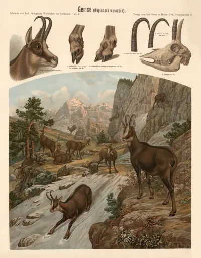 Kamzík (Rupicapra rupicapra), Albert Kull