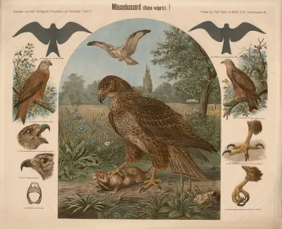 Káně lesní (Buteo vulgaris), Albert Kull