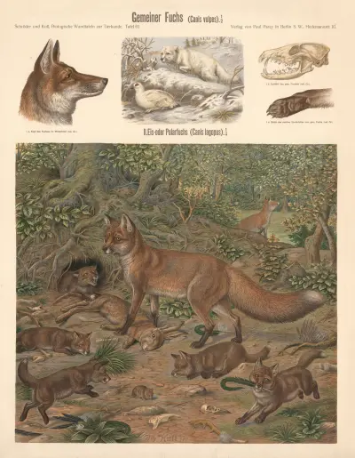 Common fox (Canis vulpes) av Albert Kull