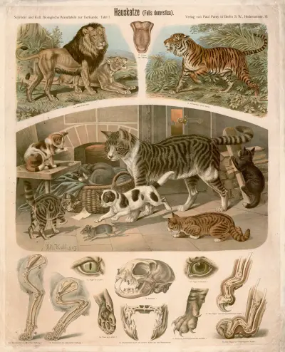 Domácí kočka (Felis domestica), Albert Kull