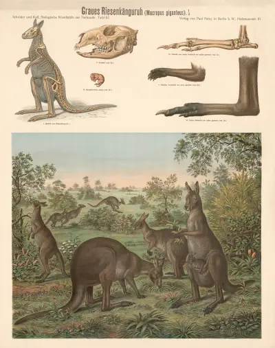 Eastern Grey Kangaroo (Macropus giganteus) av Albert Kull