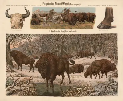 European bison (Bison europaeus) av Albert Kull