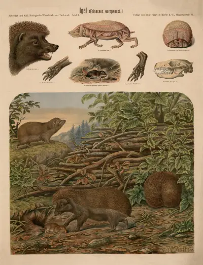 Ježek západní (Erinaceus europaeus), Albert Kull