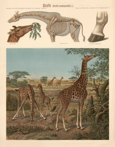 Žirafa (Giraffa camelopardalis), Albert Kull