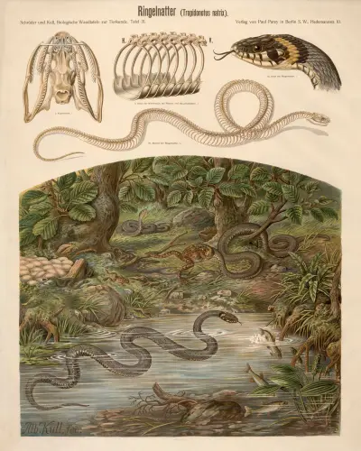 Grass snake (Tropidonotus natrix) av Albert Kull