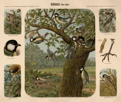 Sýkora koňadra (Parus major), Albert Kull