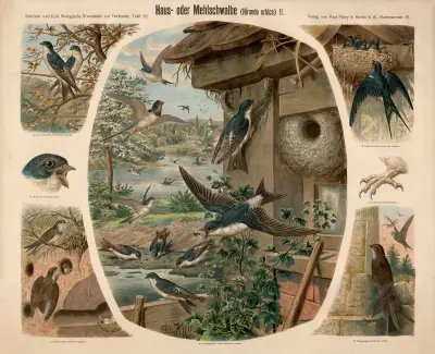 Hussvala (Hirundo urbica), Albert Kull