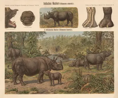 Indian rhinoceros (Rhinoceros unicornis) av Albert Kull