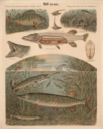 Štika (Esox lucius), Albert Kull