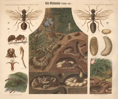 Lesní mravenec (Formica rufa), Albert Kull