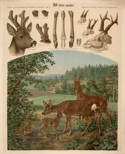 Srnec obecný (Cervus capreolus), Albert Kull
