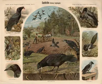 Rook (Corvus frugilegus), Albert Kull
