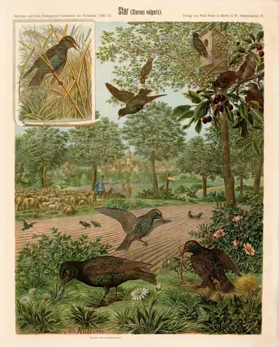 Špaček (Sturnus vulgaris), Albert Kull