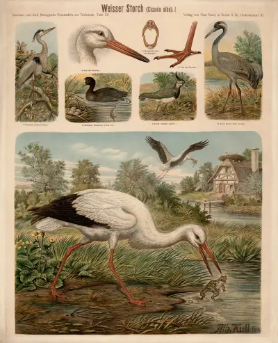 Čáp bílý (Ciconia alba), Albert Kull