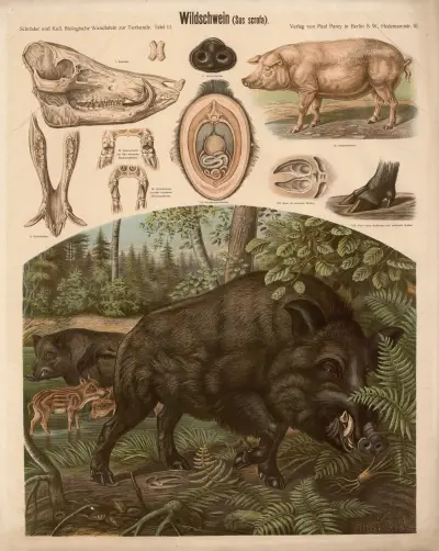 Divoké prase (Sus scrofa), Albert Kull