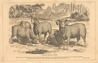 Pauler merino sheep av Alexander Anderson