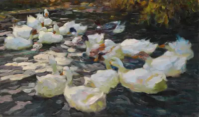 Enten in der Abendsonne von Alexander Koester