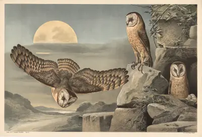 Barn Owl av Alfred Fiedler