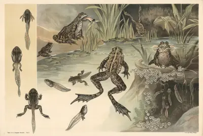 Frogs av Alfred Fiedler