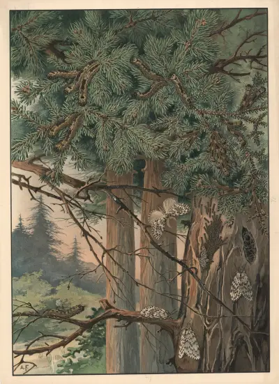 Nonne av Alfred Fiedler