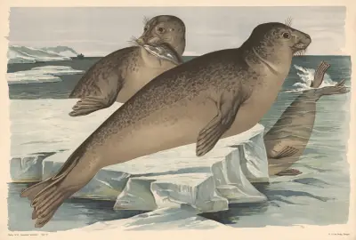 Seal av Alfred Fiedler