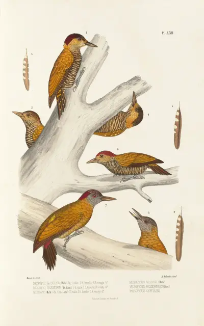 Monographie des picidées pl01 av Alfred Malherbe
