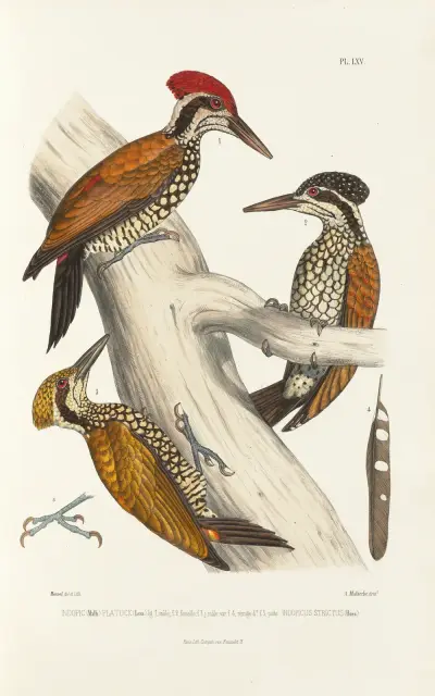 Monographie des picidées pl04 av Alfred Malherbe