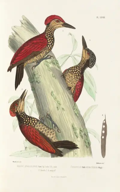 Monographie des picidées pl07 av Alfred Malherbe